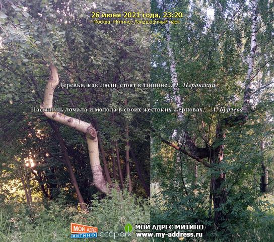 Деревья, как люди, стоят в тишине... 26 июня 2021 года, 23:20, Москва, Митино, Ландшафтный парк